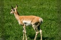 A small brown and white deer is standing in a grassy field Royalty Free Stock Photo