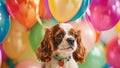 A small brown and white dog sits obediently in front of a colorful bunch of balloons, Balloons tied to a cute puppy at a birthday