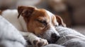 A small brown and white dog sleeping on a blanket, AI Royalty Free Stock Photo