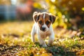 Small Brown and White Dog Standing on a Grass-Covered Field