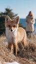A small brown and white fox is standing in tall grass there is a man standing in the background Royalty Free Stock Photo