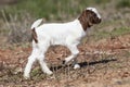 Small brown and white goat walking in pasture