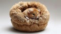 A small brown and white hamster sitting in a furry ball, AI Royalty Free Stock Photo