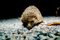 A small brown and white hedgehog is laying on a rocky surface