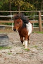 A small brown and white mini shetland pony is running on the sandy roundpen Royalty Free Stock Photo