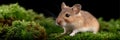 A small brown and white mouse is sitting on a branch of a tree Royalty Free Stock Photo