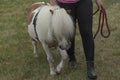 Small brown and white shetland pony Royalty Free Stock Photo