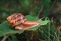 A small, brown and white snail is on a leaf Royalty Free Stock Photo