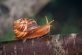 A small brown and white snail is on a tree branch Royalty Free Stock Photo