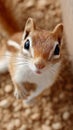 A small brown and white squirrel is looking up at the camera Royalty Free Stock Photo