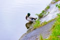Small brown wild male mallard duck on the water near the edge of the pond on the background of the water surface Royalty Free Stock Photo