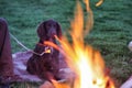 A small brown working type cocker spaniel sat in front of a fire
