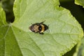 A small brown and yellow bee is sitting on a leaf Royalty Free Stock Photo