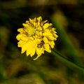 Small Brown and Yellow Beetle in a Yellow Wild Flower Royalty Free Stock Photo