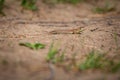 Small brown and yellow sand lizard Royalty Free Stock Photo