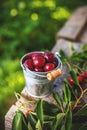 Ripe sour cherries Royalty Free Stock Photo