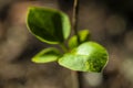 A Small Budding Plant Close Up Royalty Free Stock Photo