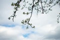 Budding Tree Branches on a Cloudy Blue Sky Royalty Free Stock Photo