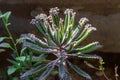 Small buds of Kalanchoe Delagoensis. The plant is also know as Mother of Millions, Devil`s Backbone and Chandlier Plant