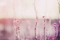 buds of a leaf of a tree in the spring outdoors close-up tinted in a pink background, spring pattern, floral natural