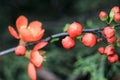 Small buds of orange Japanese quince