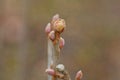 Small buds on a thin brown branch of a plant