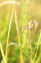 Small buds of Thistle and ripe spikelets are illuminated by the bright sun, the effect of soft blur Royalty Free Stock Photo