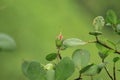 A small Bueatiful flower in a plant