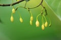 A small and bueatiful nutmeg flower in a tree