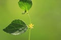 A small and bueatiful yellow flower in a plant Royalty Free Stock Photo