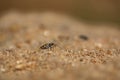 Small bug closeup macro over the sand grains Royalty Free Stock Photo
