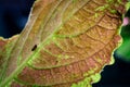 Small bug in green brown leaf, macro shot Royalty Free Stock Photo