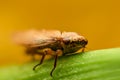 Small bug on a leaf Royalty Free Stock Photo