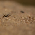 Small bug macro over the sand grains Royalty Free Stock Photo