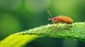 A small bug sits on the edge of a leaf covered in tiny water droplets Royalty Free Stock Photo