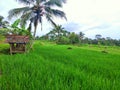 A small building in the rice, a place for farmer rest in indonesia