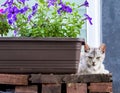 A small-built gray cat with narrowed eyes lies next to a box of flowers .