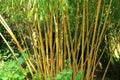 A small bunch of Bamboo stalks