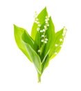 Small bunch of blooming lily of valley with white flowers Royalty Free Stock Photo