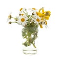 small bunch of canarian marguerite daisy
