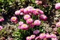 Small bunch of Common daisy or Bellis perennis herbaceous perennial plants with pink pompon like flowers with yellow center