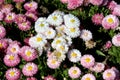 Small bunch of Common daisy or Bellis perennis herbaceous perennial plants with white and pink pompon like flowers with yellow