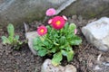 Small bunch of Common daisy or Bellis perennis plants with pink to red pompon like flowers with yellow center growing in local Royalty Free Stock Photo