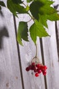 Cranberries on Tree Branch