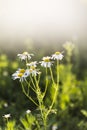 A Small Bunch Of Daisys Royalty Free Stock Photo