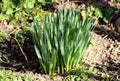 Small bunch of densely planted Narcissus or Daffodil perennial geophytes flowering plants growing in local home garden Royalty Free Stock Photo