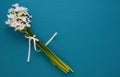 White narcissi, tied with ribbon on a blue background