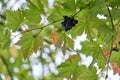 Small grape hanging from vine