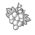 Small bunch of grapes sketch vector illustration Royalty Free Stock Photo