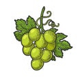 small bunch of grapes sketch vector illustration Royalty Free Stock Photo